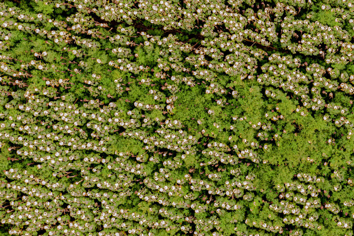 Gaál Zoltán Péter