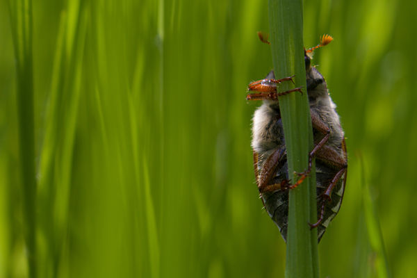 Miből lesz a cserebogár?