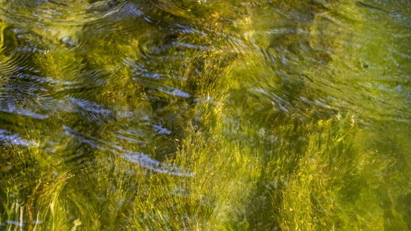 A víz alatt is zöld