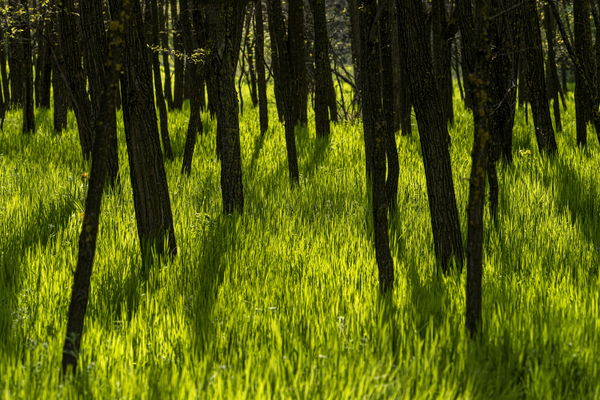 Az a szép zöld gyep!