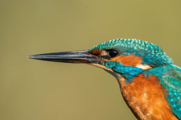 Portré a jégmadárról