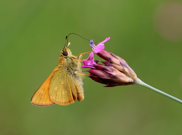 Táplálkozó erdei busalepke