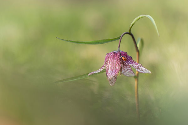 Kockák és pöttyök