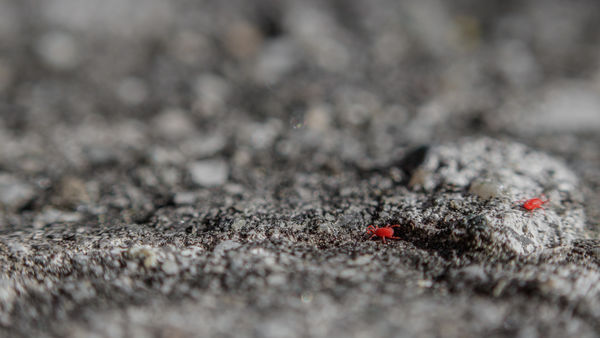 Piros atkák beton hegyet másznak