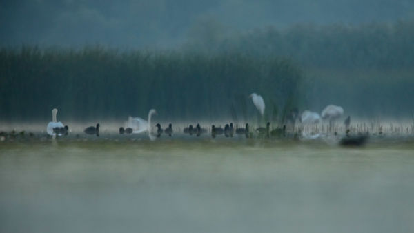 Hajnal a Tisza-tavon