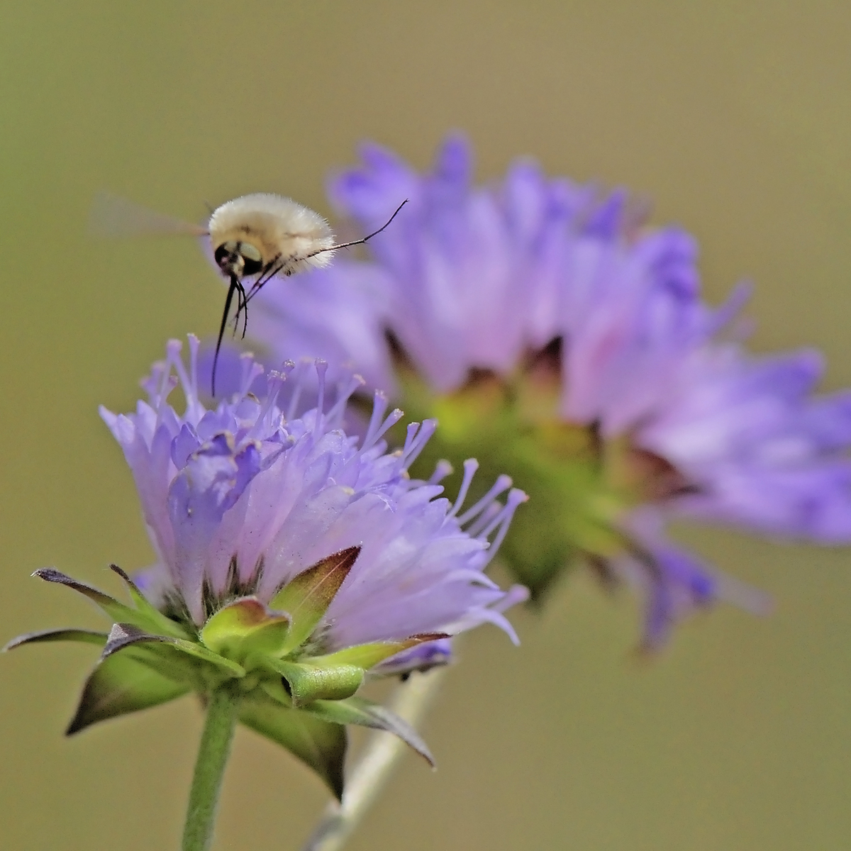 Gaál Zoltán Péter