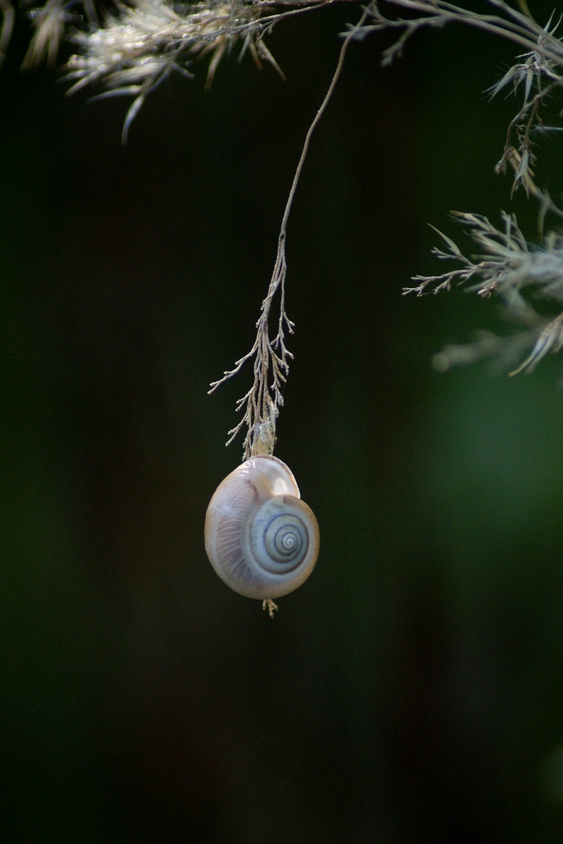 Laczkó-Magyar György