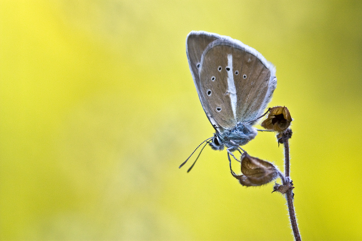 Sándor-Tóth Zsuzsanna