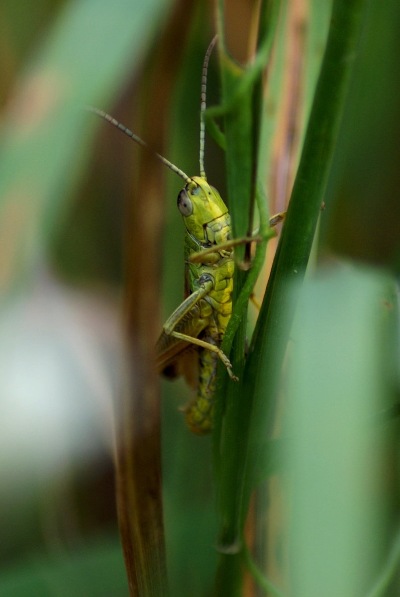 Laczkó-Magyar György