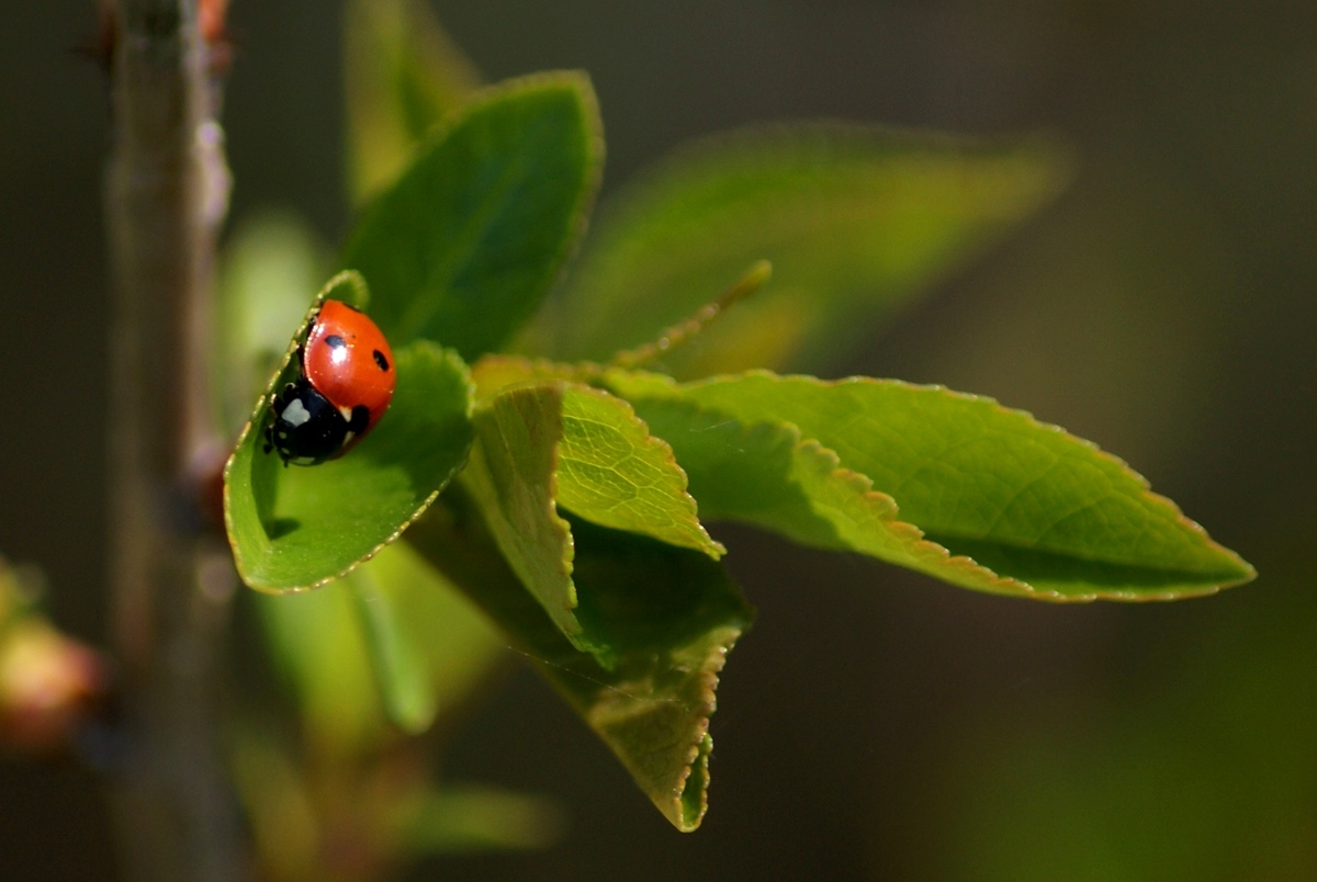 Laczkó-Magyar György