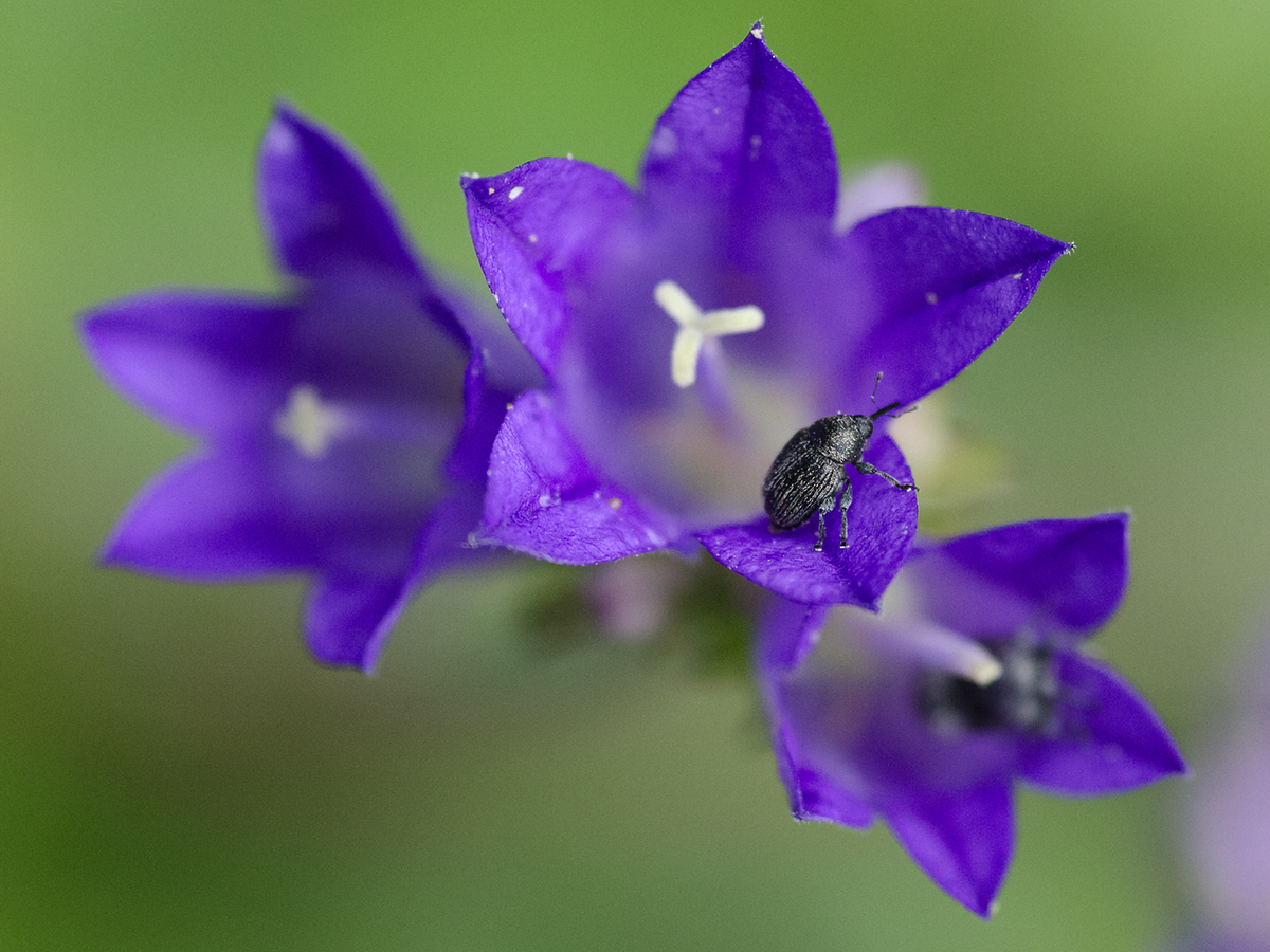 Násfayné Kőházi Mária