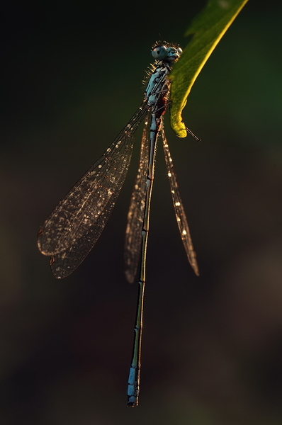 Sejtelmes szitakötő