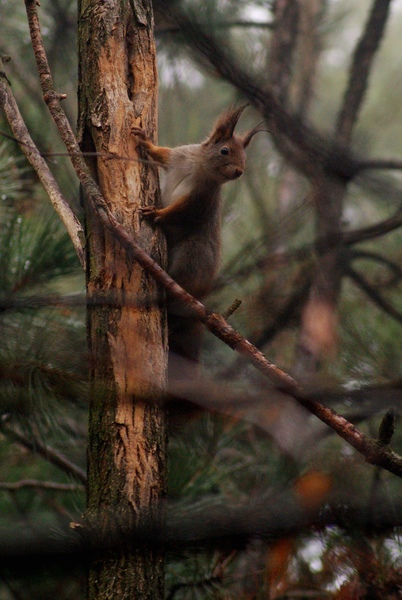 Mókus a rengetegben