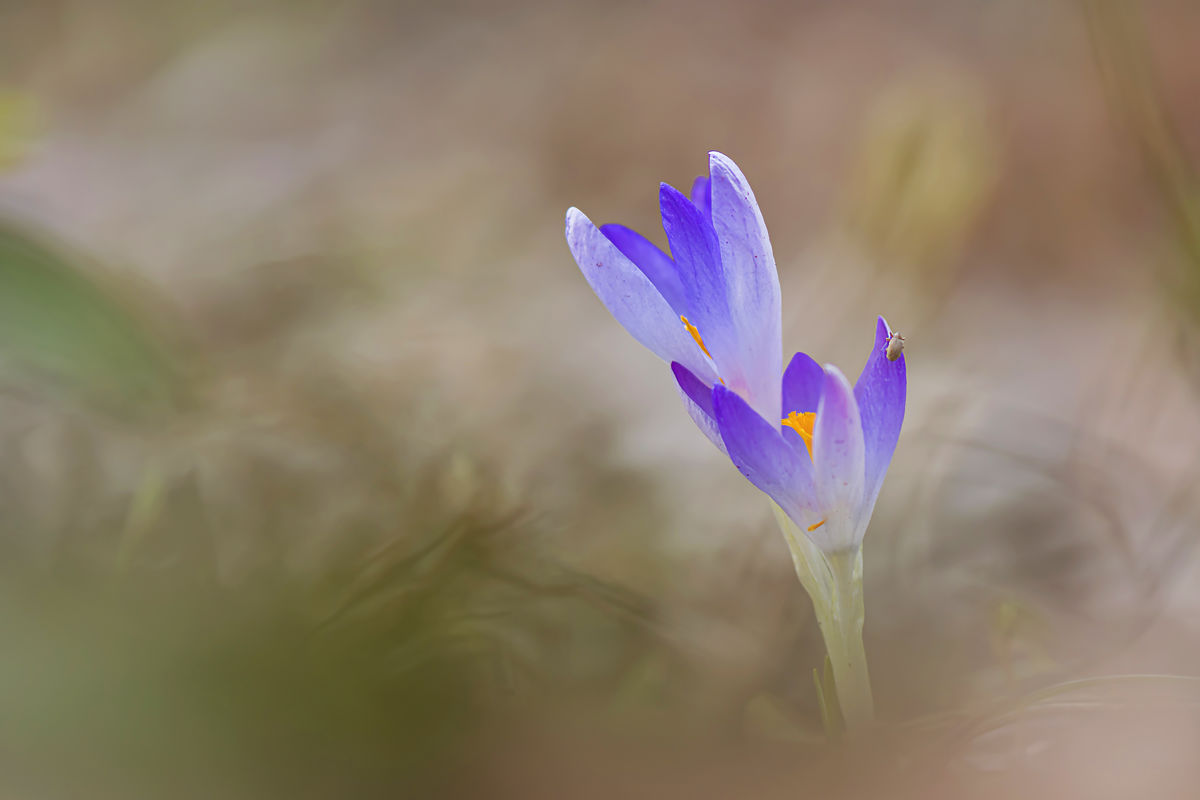 Gaál Zoltán Péter