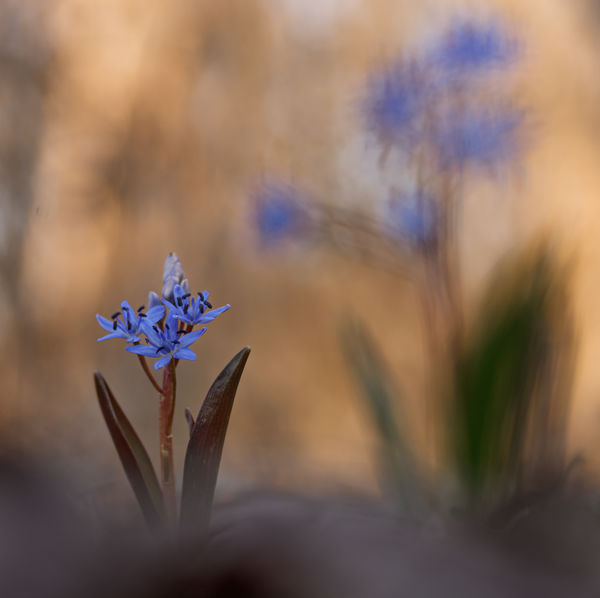 Csillagok, csillagok