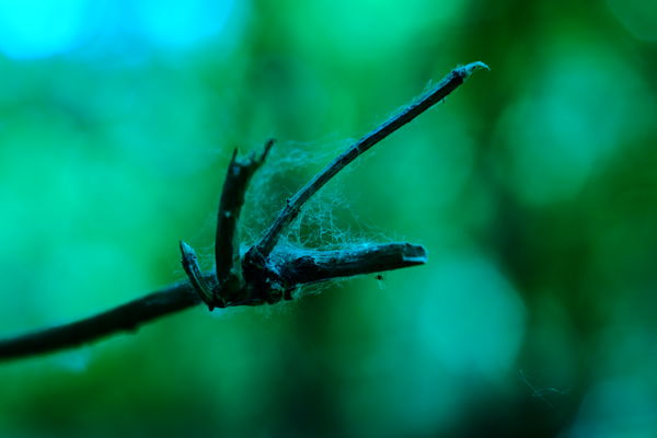 A szövőszék gyümölcse