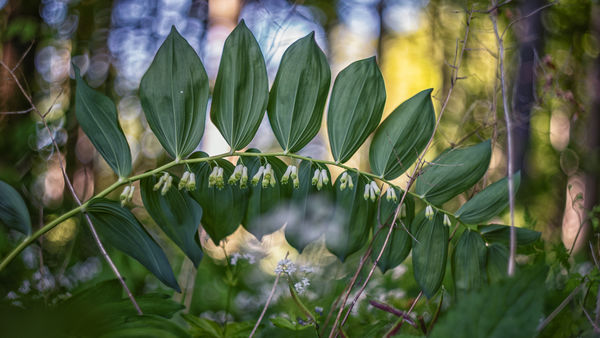 Növényi stegosaurus