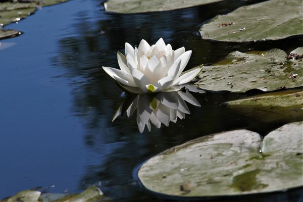 Tavirózsa tükörben