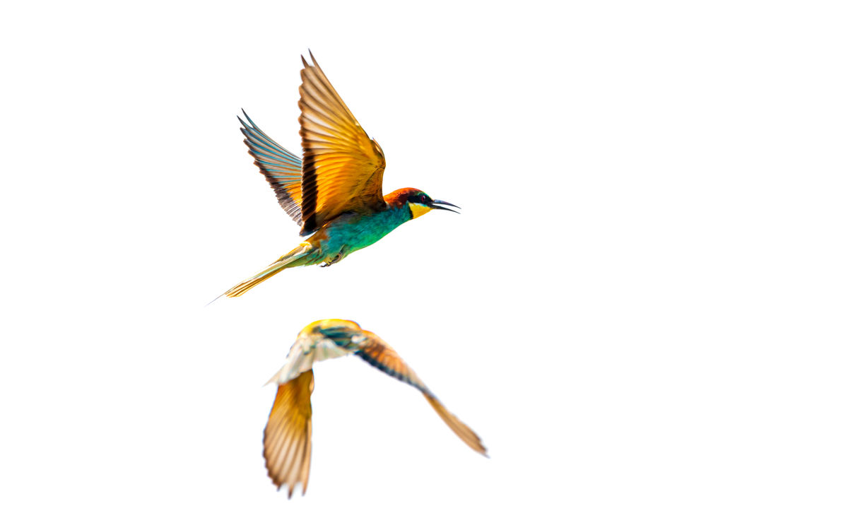 Benke Péter Valentin