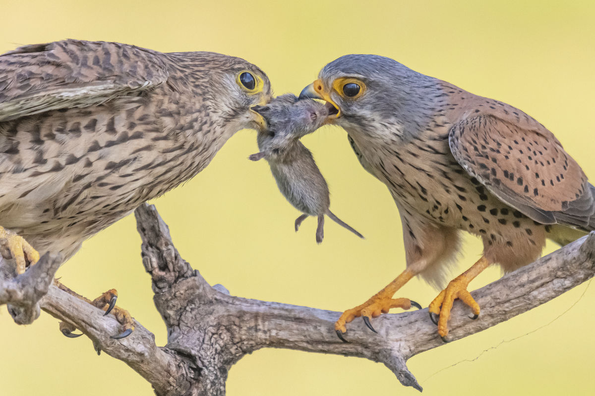 Gaál Zoltán Péter