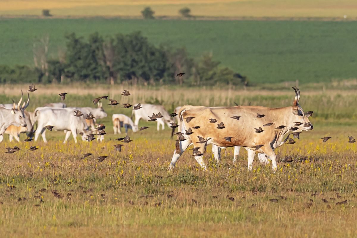 Gaál Zoltán Péter