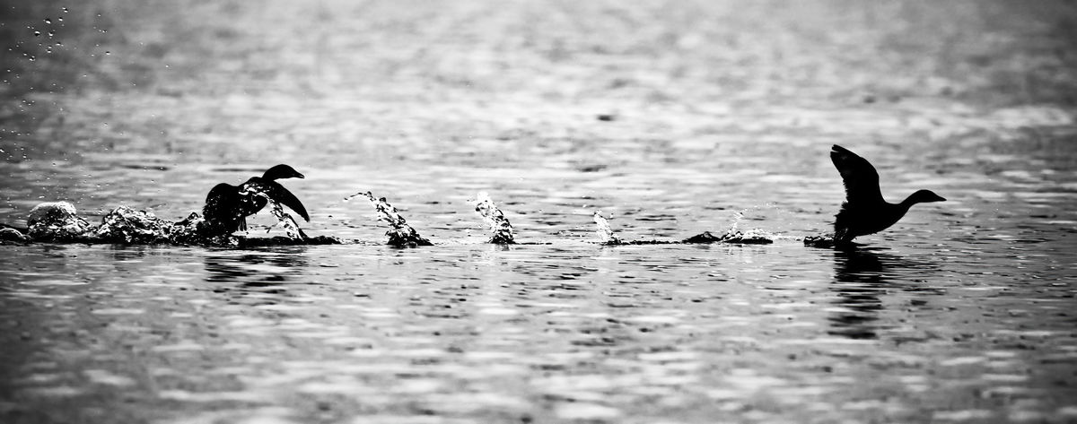 Gyenti-Kálvin Kinga