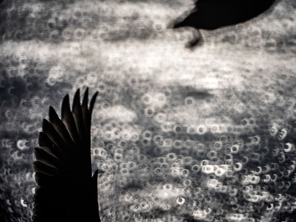 Szárnyát vagy combját?