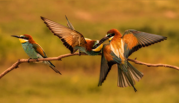 Szerelmi háromszög