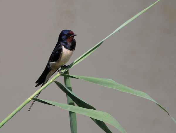 Füsti fecske a nádon