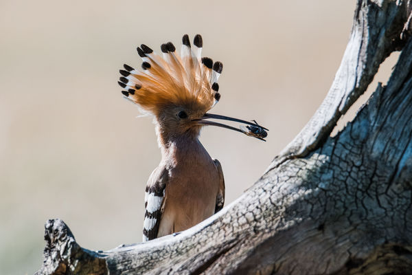 Itt vagyok meg nem is, hoztam is meg nem is