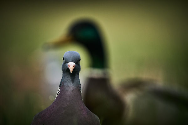 Az örvös, meg a tőkés