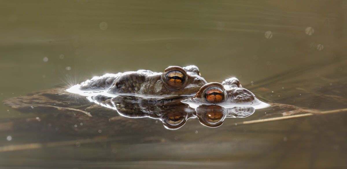 Gyenti-Kálvin Kinga
