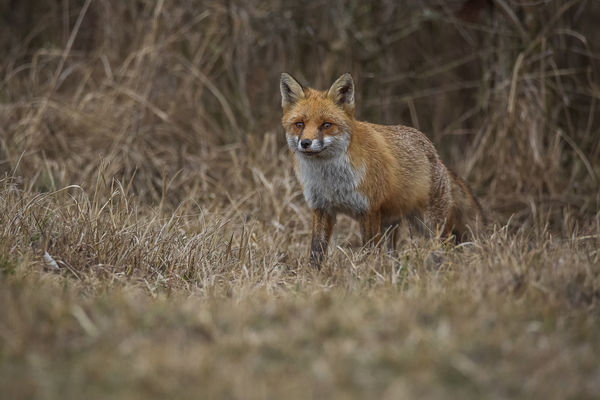 Váratlan találkozás