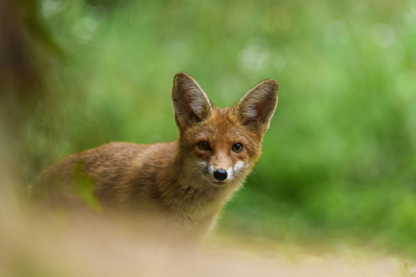 Félelem a kíváncsiság ellen