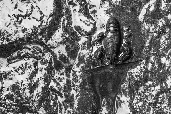 Az iszap uralkodója