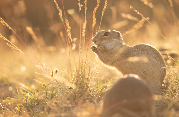 Aranykalászok között