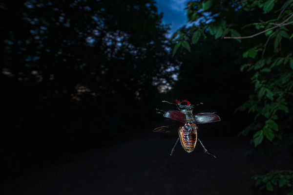 A tölgyerdő királya