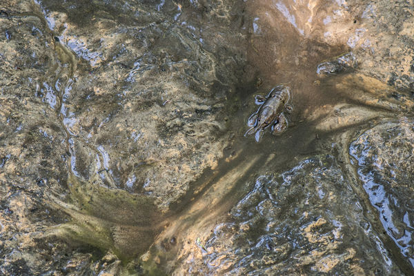 Az iszap kavalkád lakója