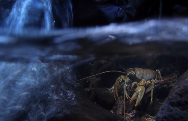 A vízesés őrzője