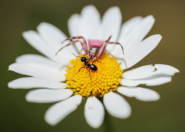 Gladiátorharc a virágarénában