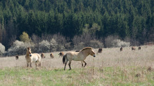 Vadon az Őrségben: Przewalski lovak és bölények