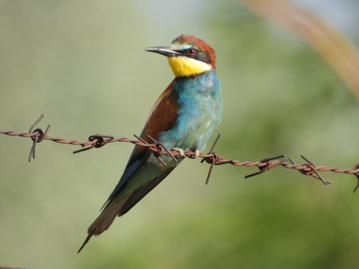 Kónya Máté Bertalan