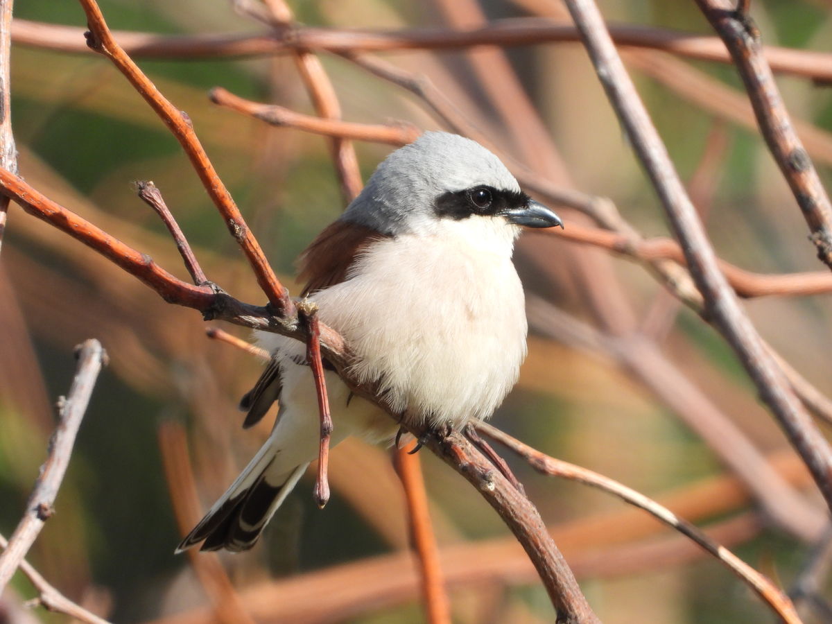 Kónya Máté Bertalan