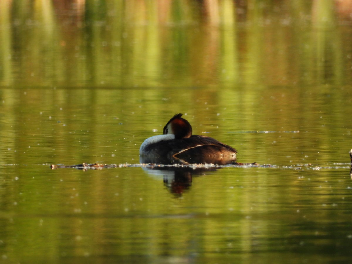 Kónya Máté Bertalan