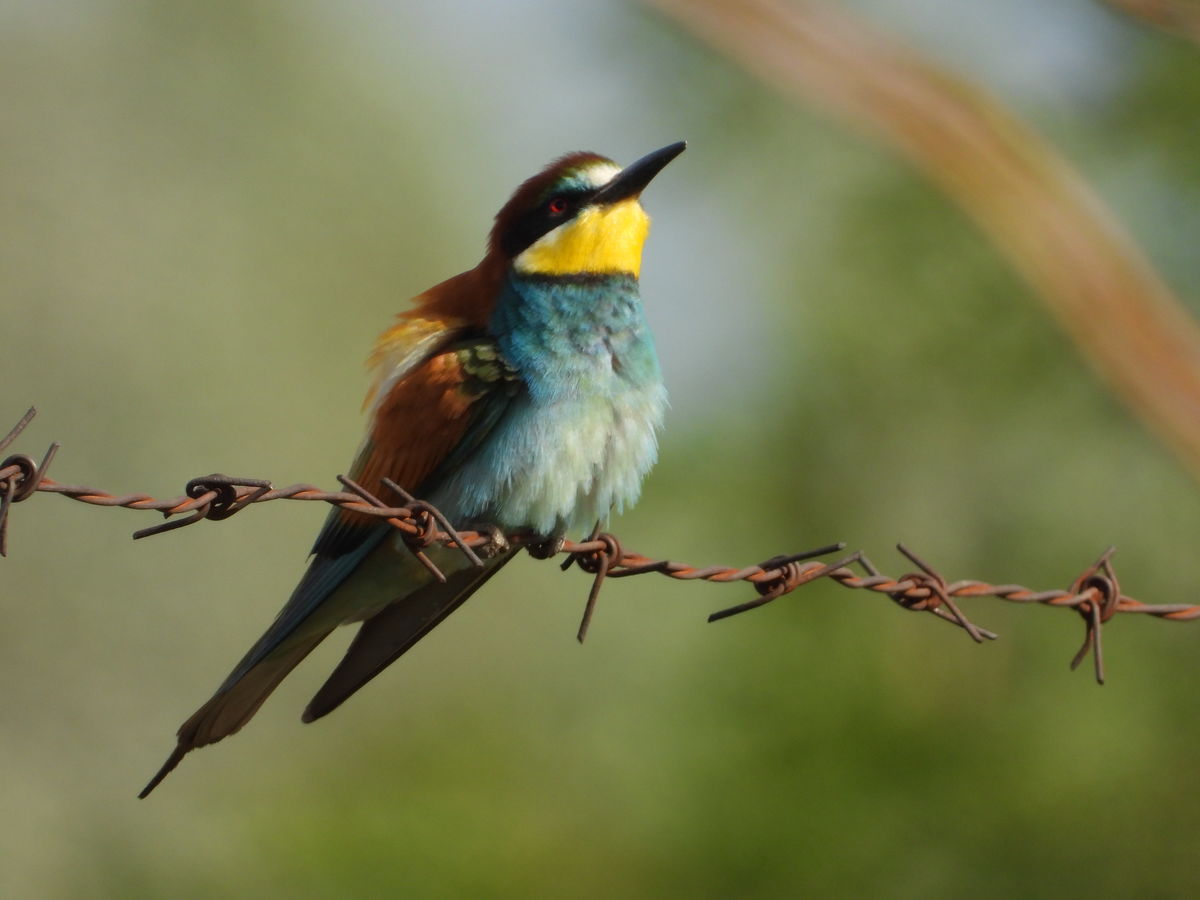 Kónya Máté Bertalan