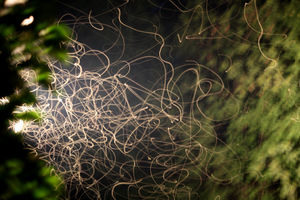 szúnyogtánc szúnyogtánc