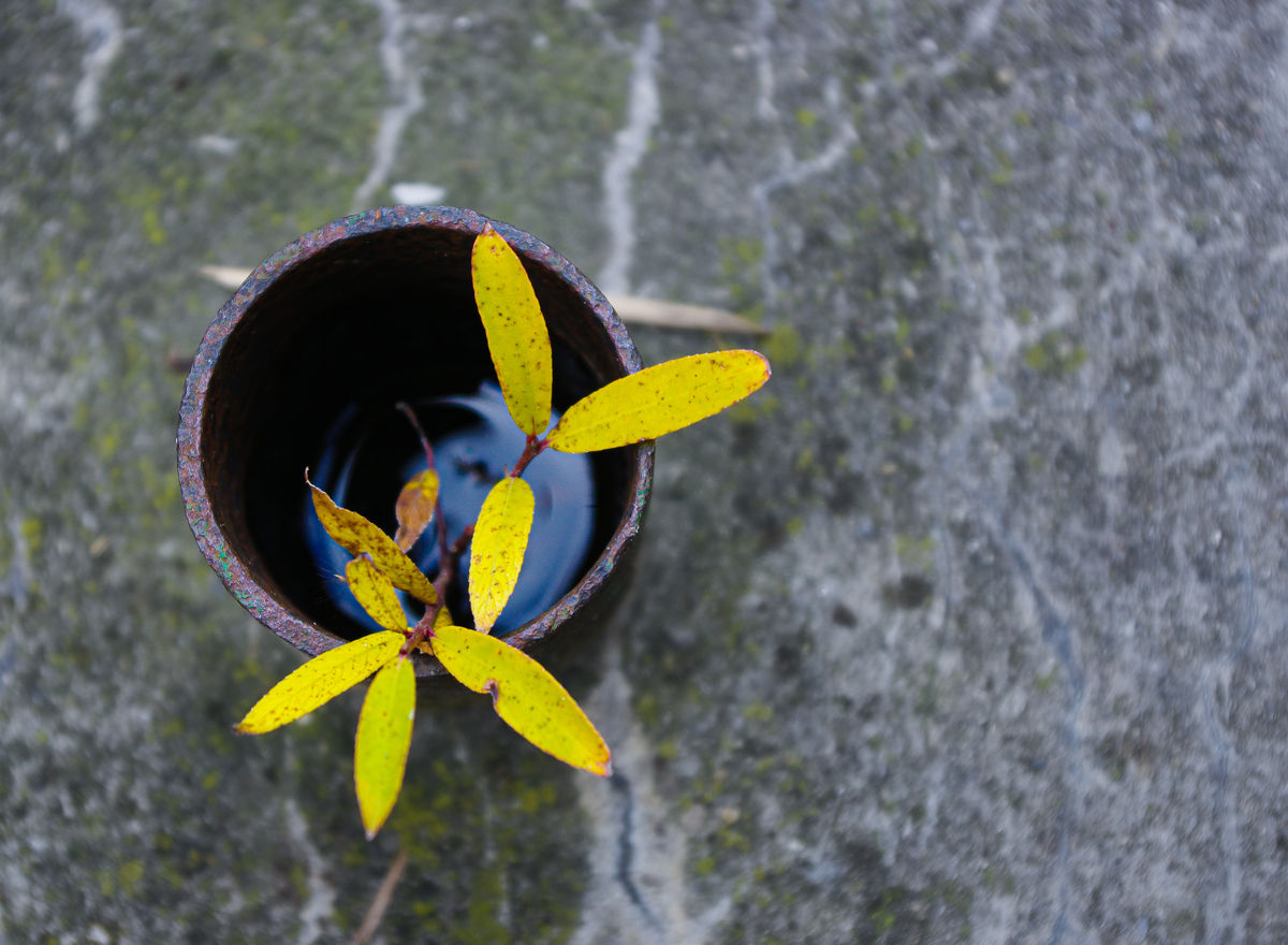 Gárdonyi Annamária