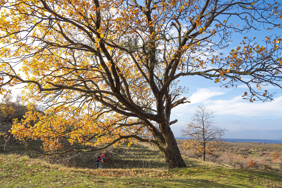Gaál Zoltán Péter