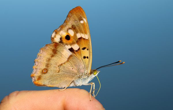 Kézre szállt kis színjátszólepke