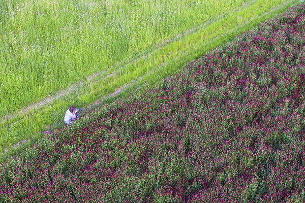Bíborhere virágzás